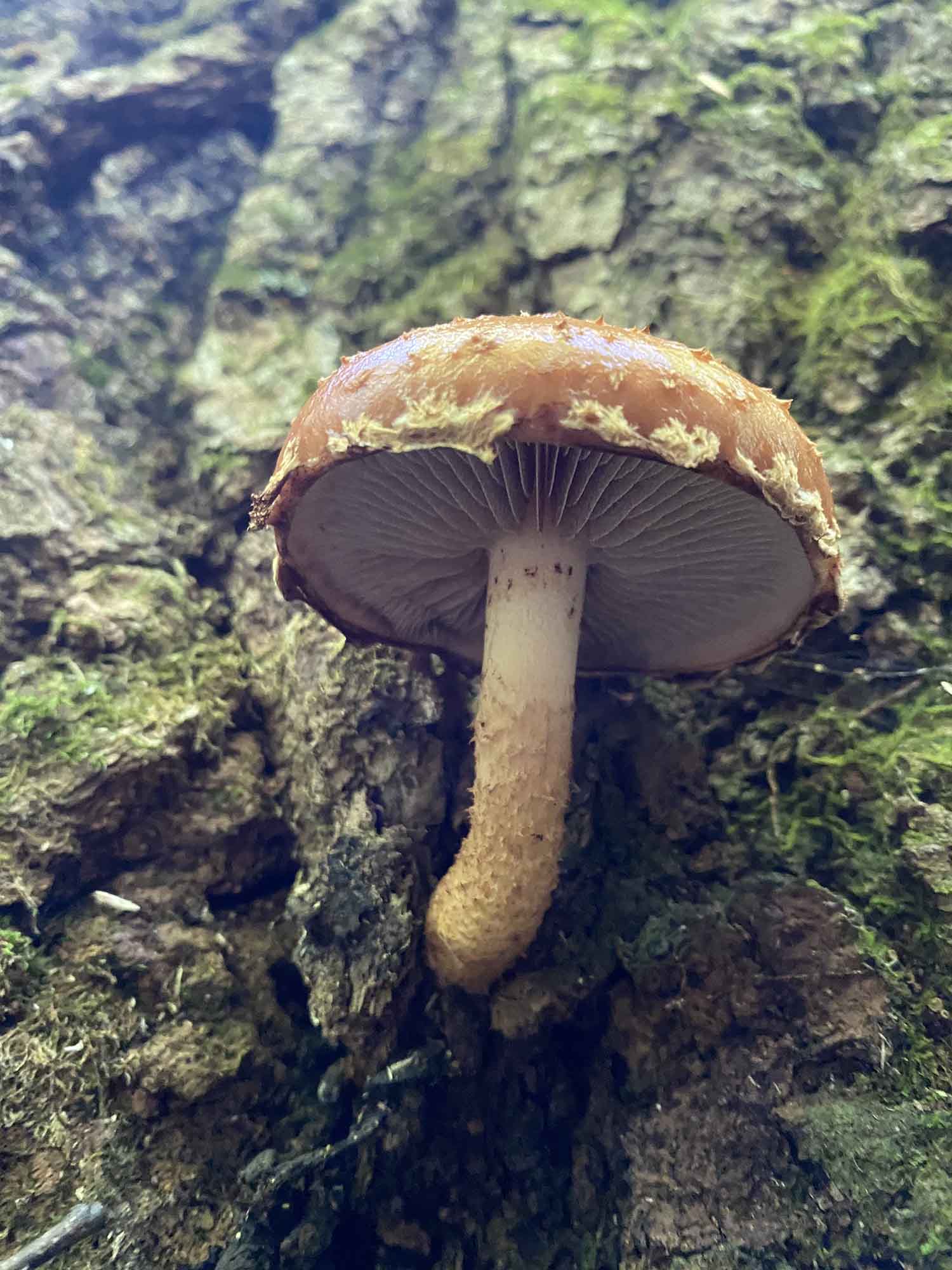 ‌chestnut mushroom