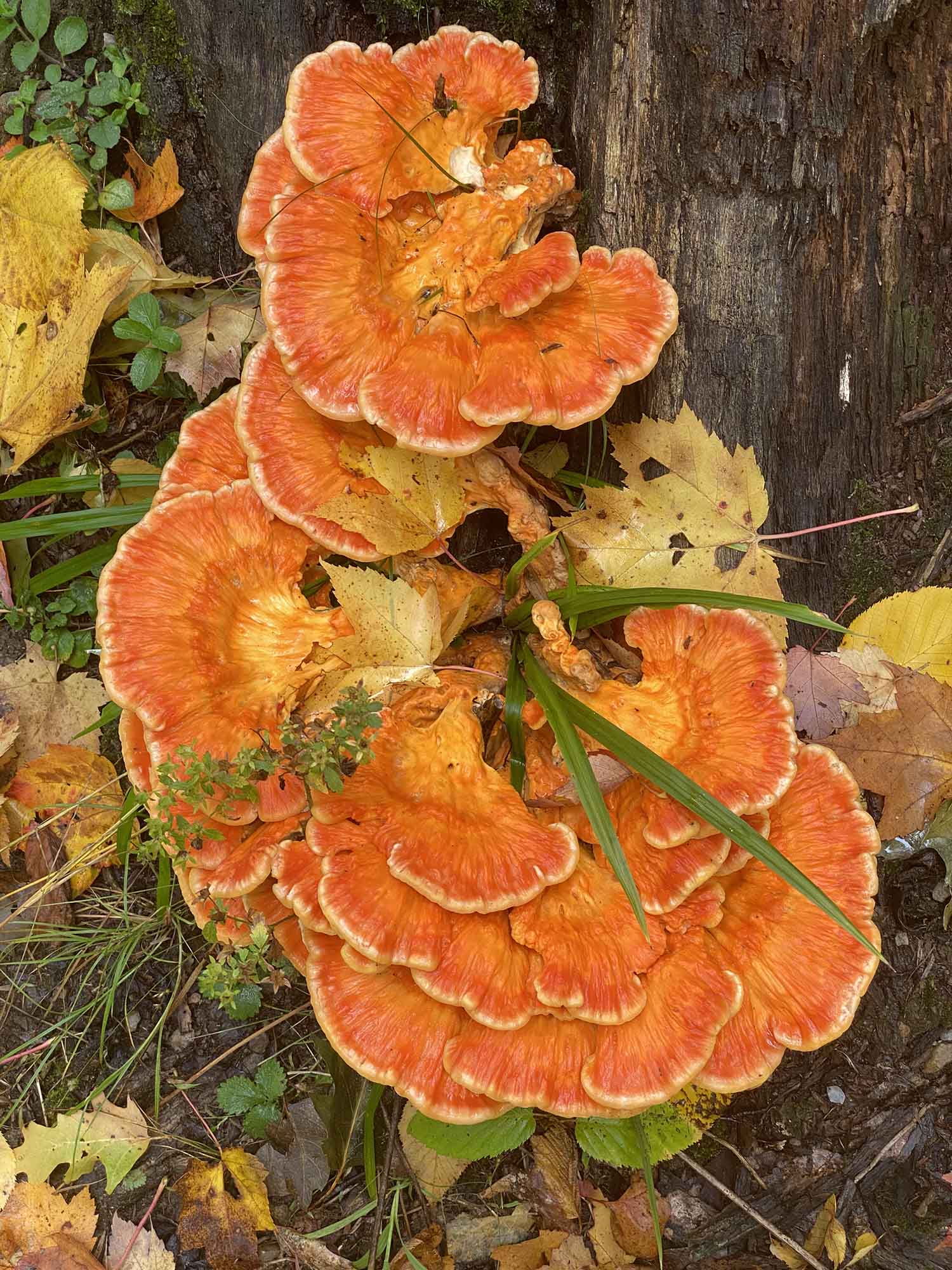 ‌chicken of the woods