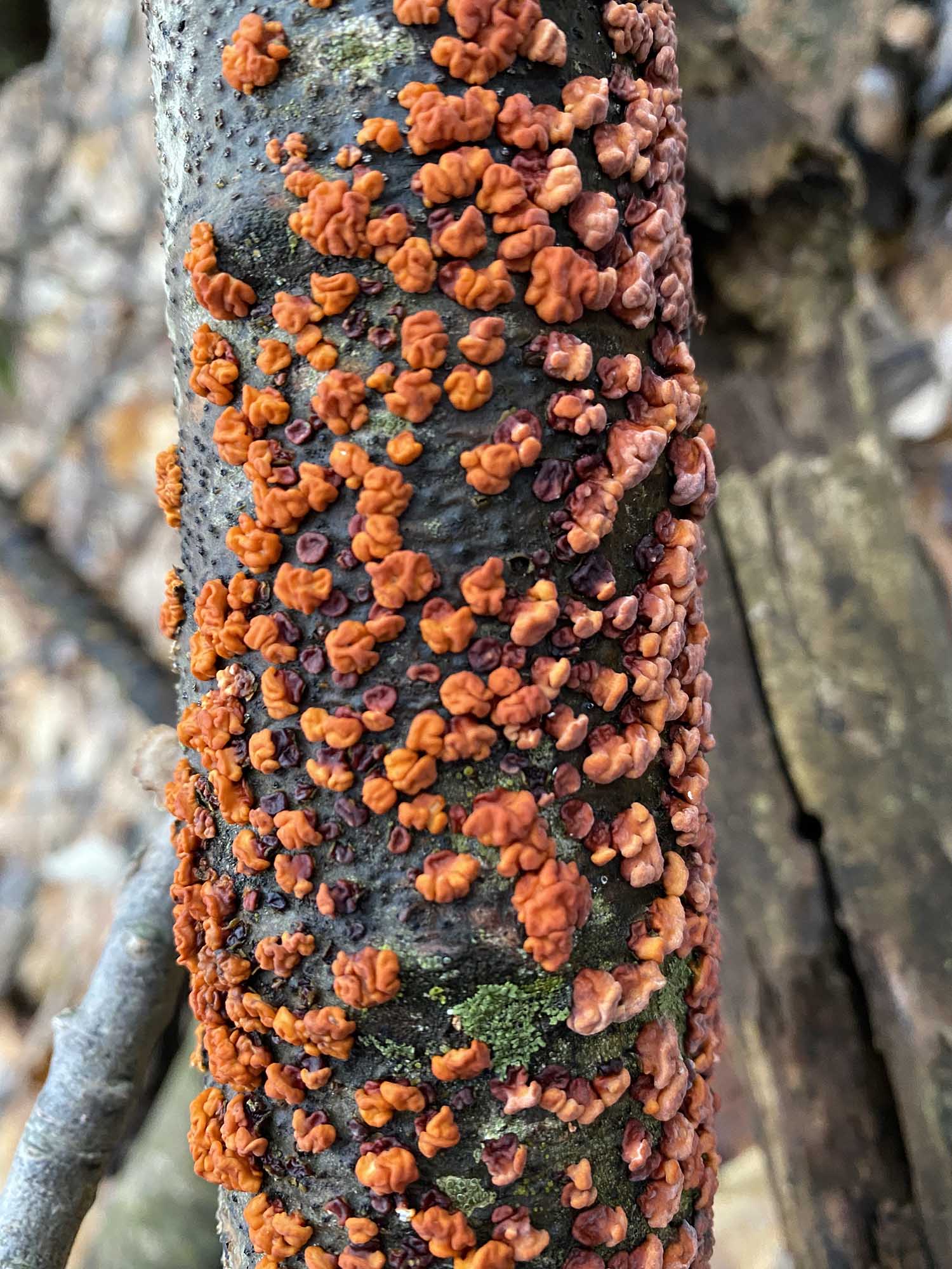coral spot fungus