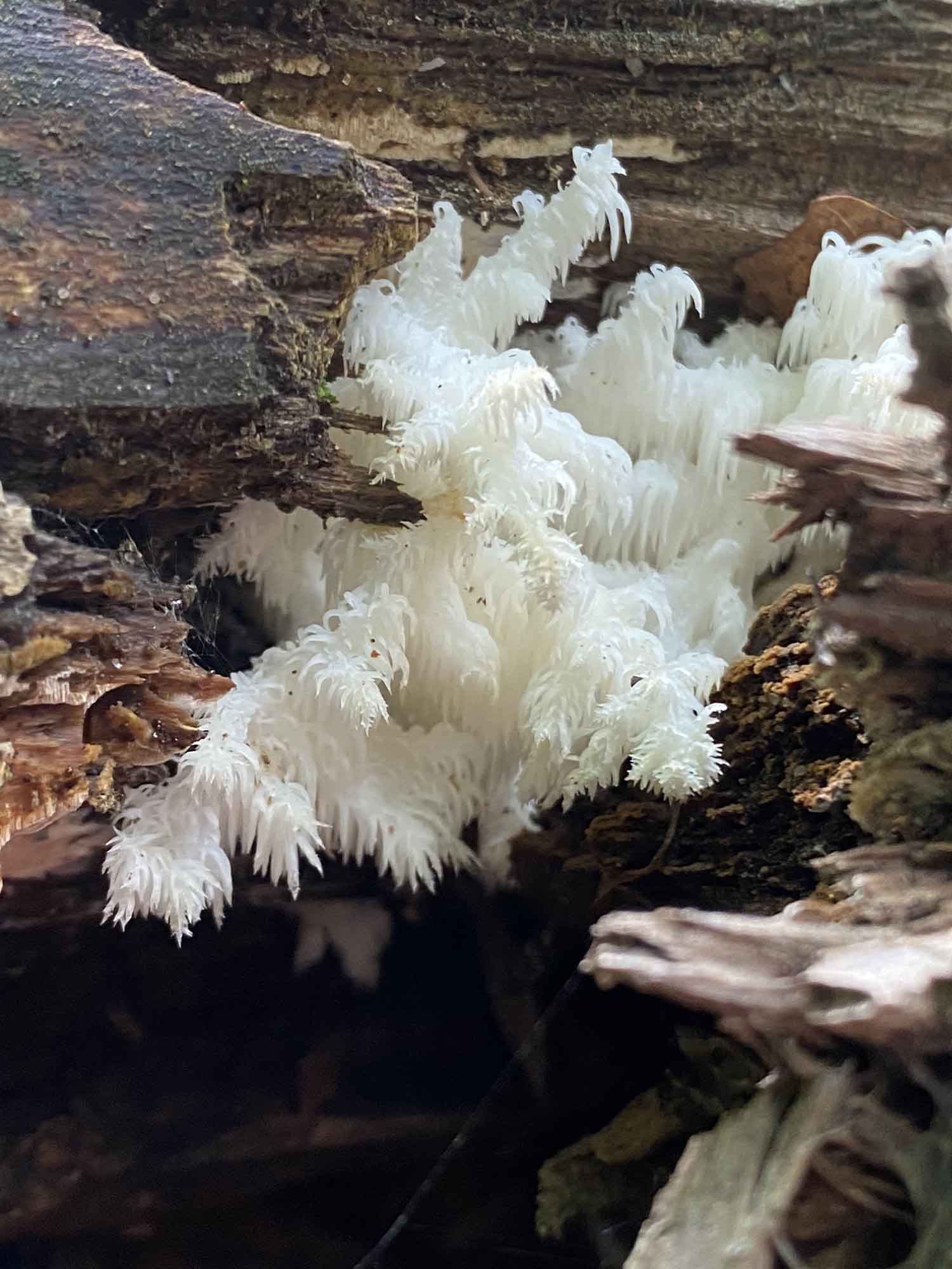 coral tooth fungus