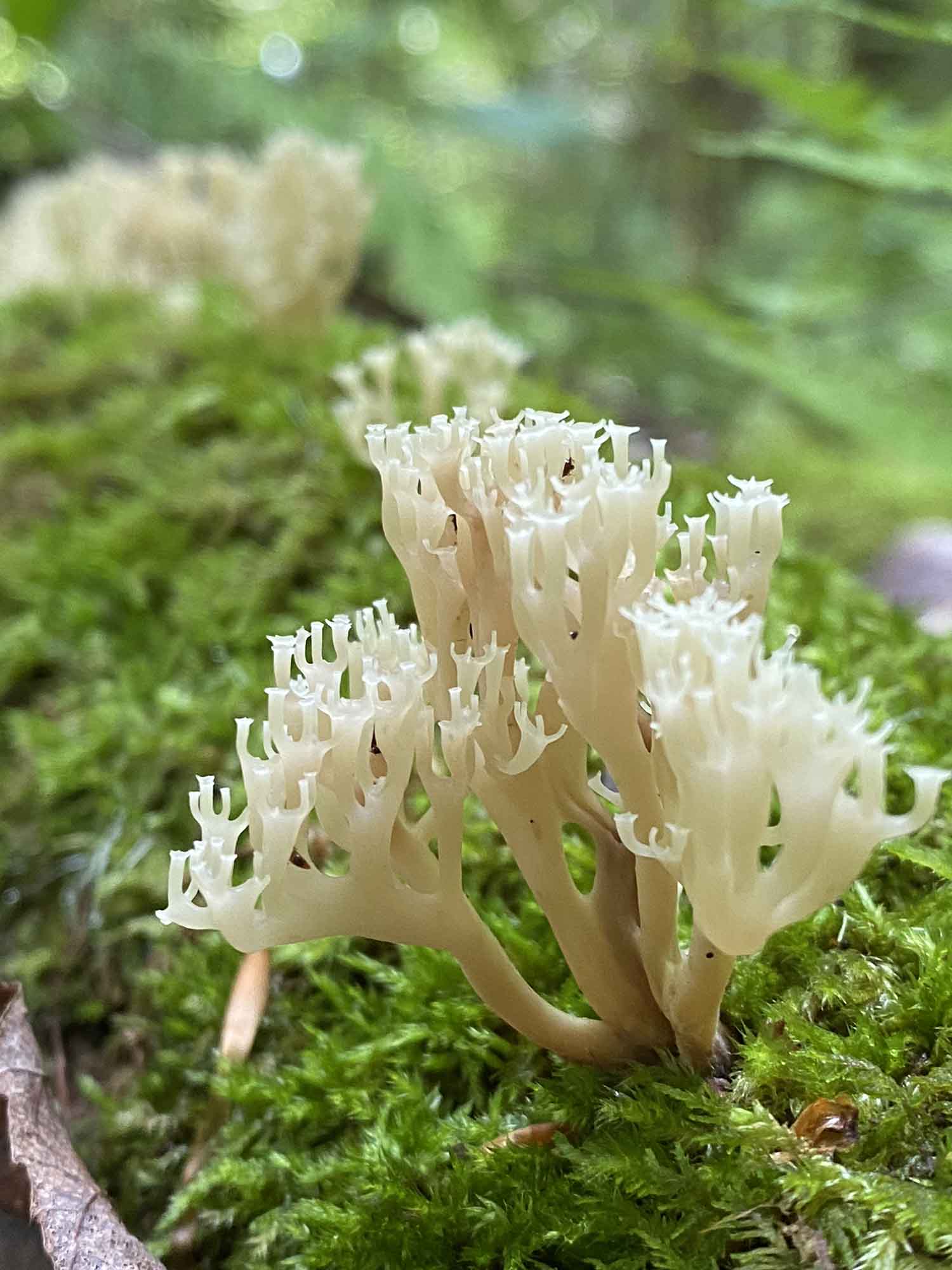 crown-tipped coral
