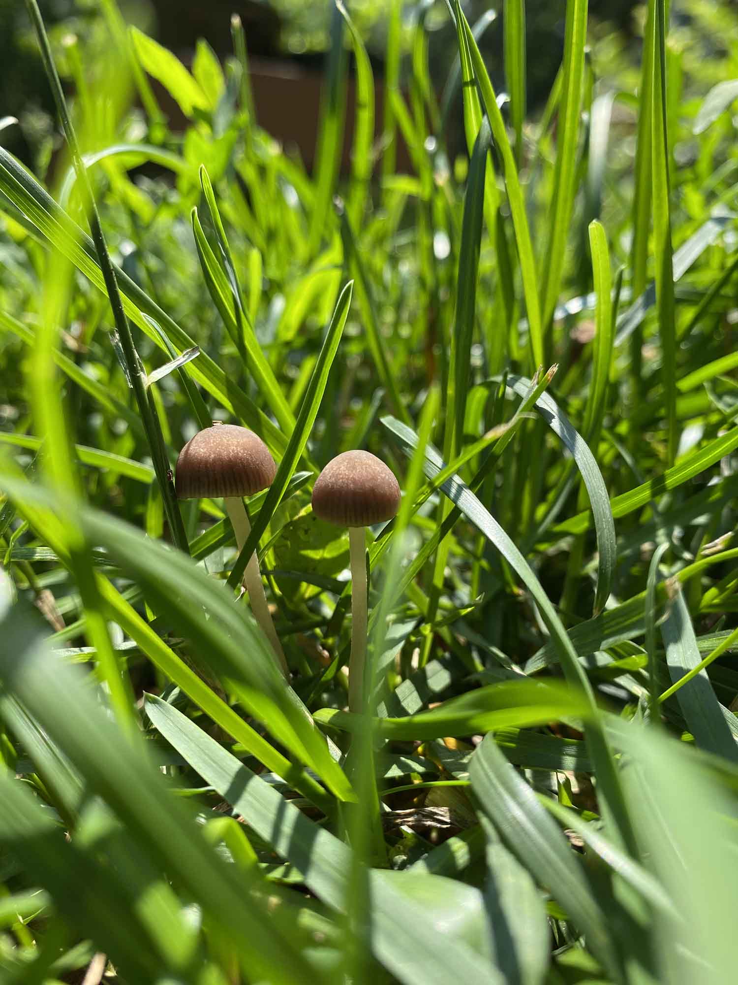 ‌lawn mower's mushroom