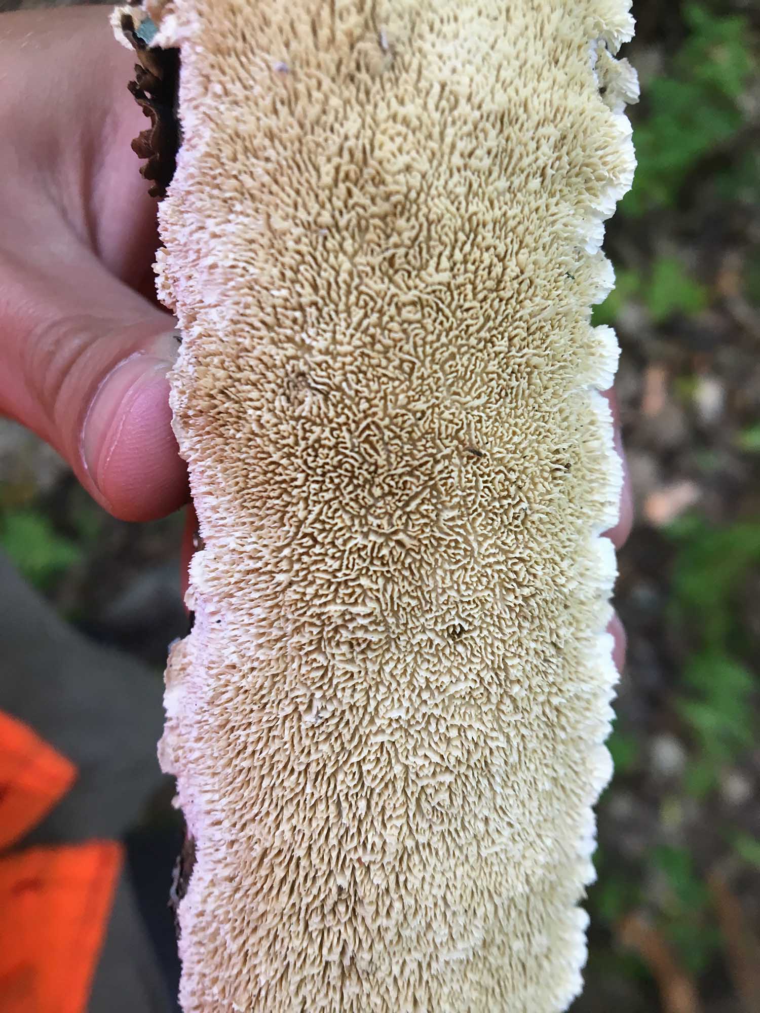 milk-white toothed polypore