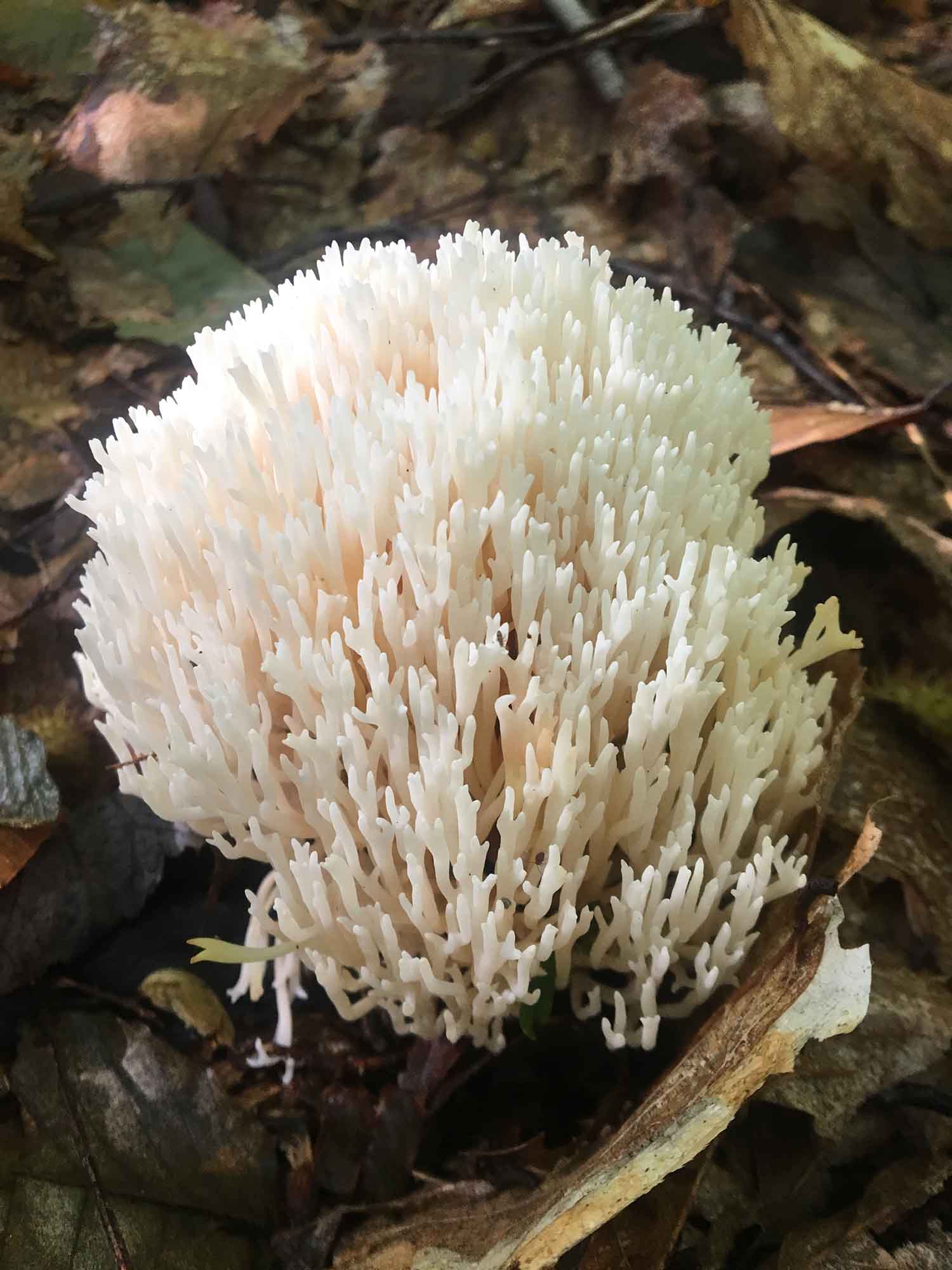 crown-tipped coral