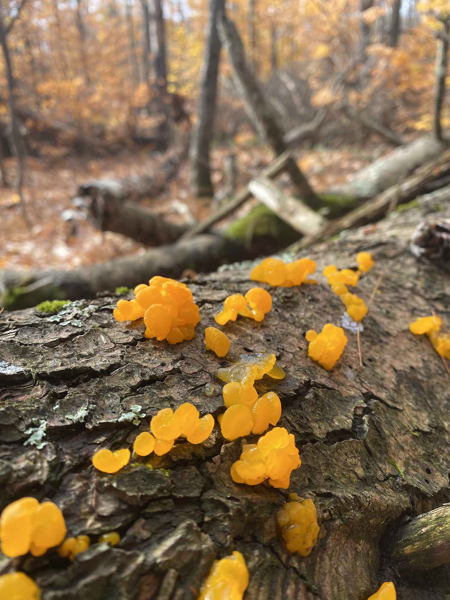 witch's butter